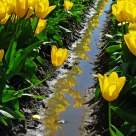 Rows Of Color.